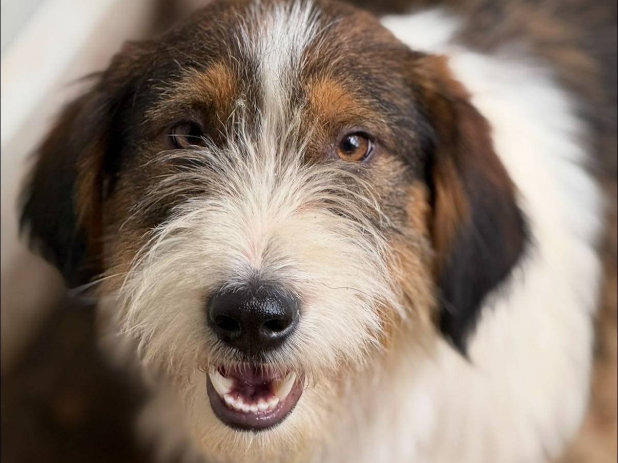 Adotta un cane, taglia media contenuta, maschio, Firenze
