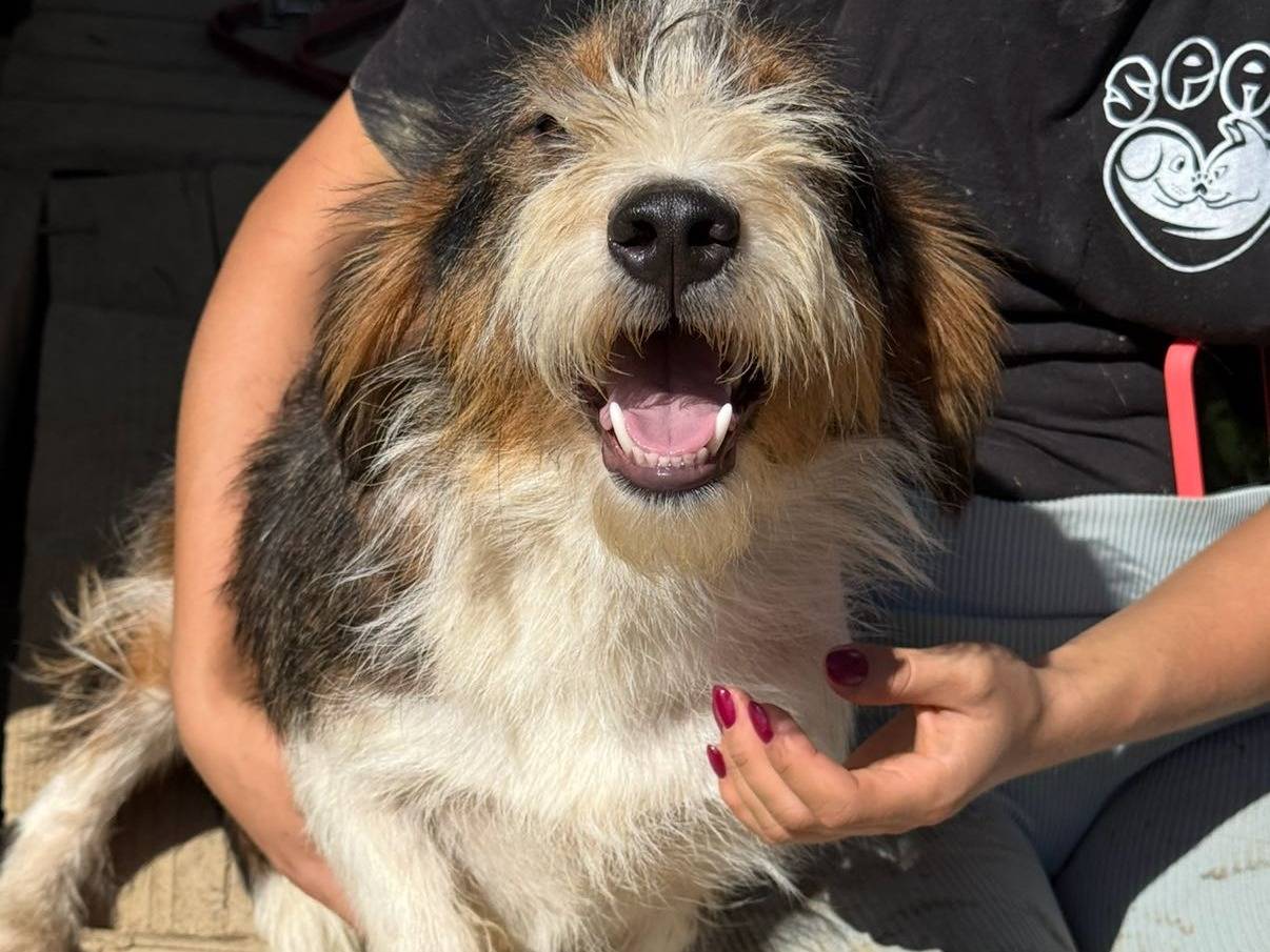 Vuoi adottare un cane a Firenze?