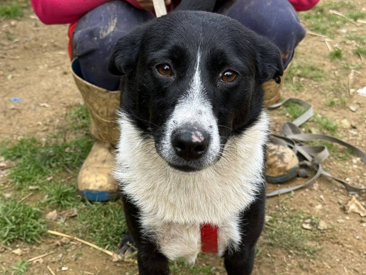 Adotta un cane, femmina, 2 anni e 9 mesi, Firenze