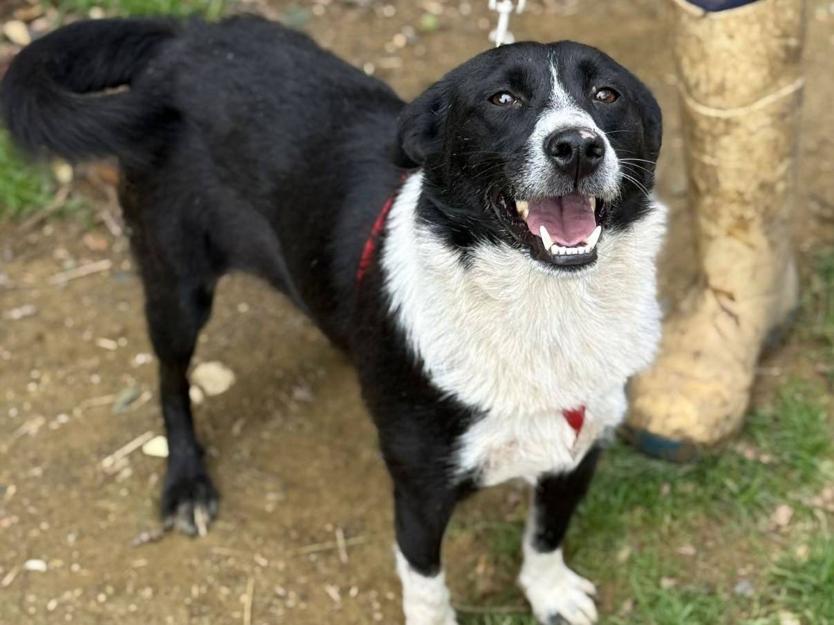 Adotta un cane, taglia media contenuta, femmina, Firenze