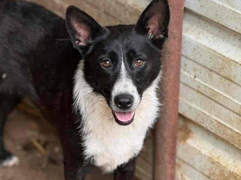 Vuoi adottare un cane a Firenze?