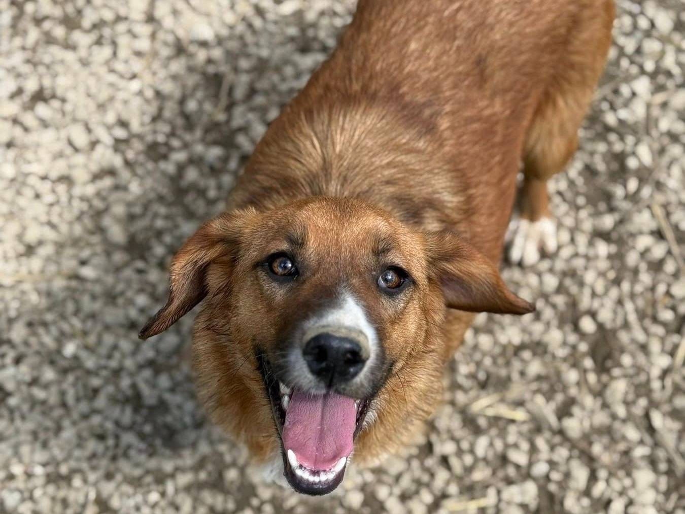 Adozione cane, femmina, Razza sconosciuta Razza sconosciuta, 1 anno e 4 mesi, taglia media contenuta, Firenze