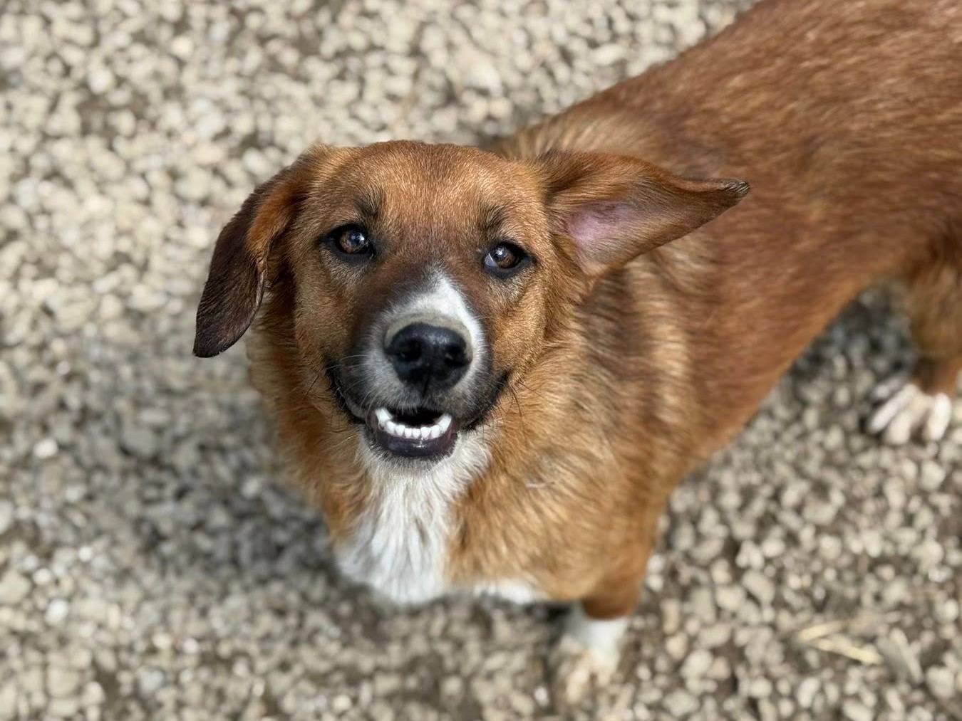 Adotta un cane, femmina, 1 anno e 4 mesi, Firenze