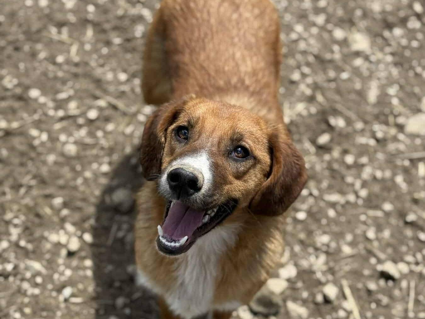 Adotta un cane, taglia media contenuta, femmina, Firenze
