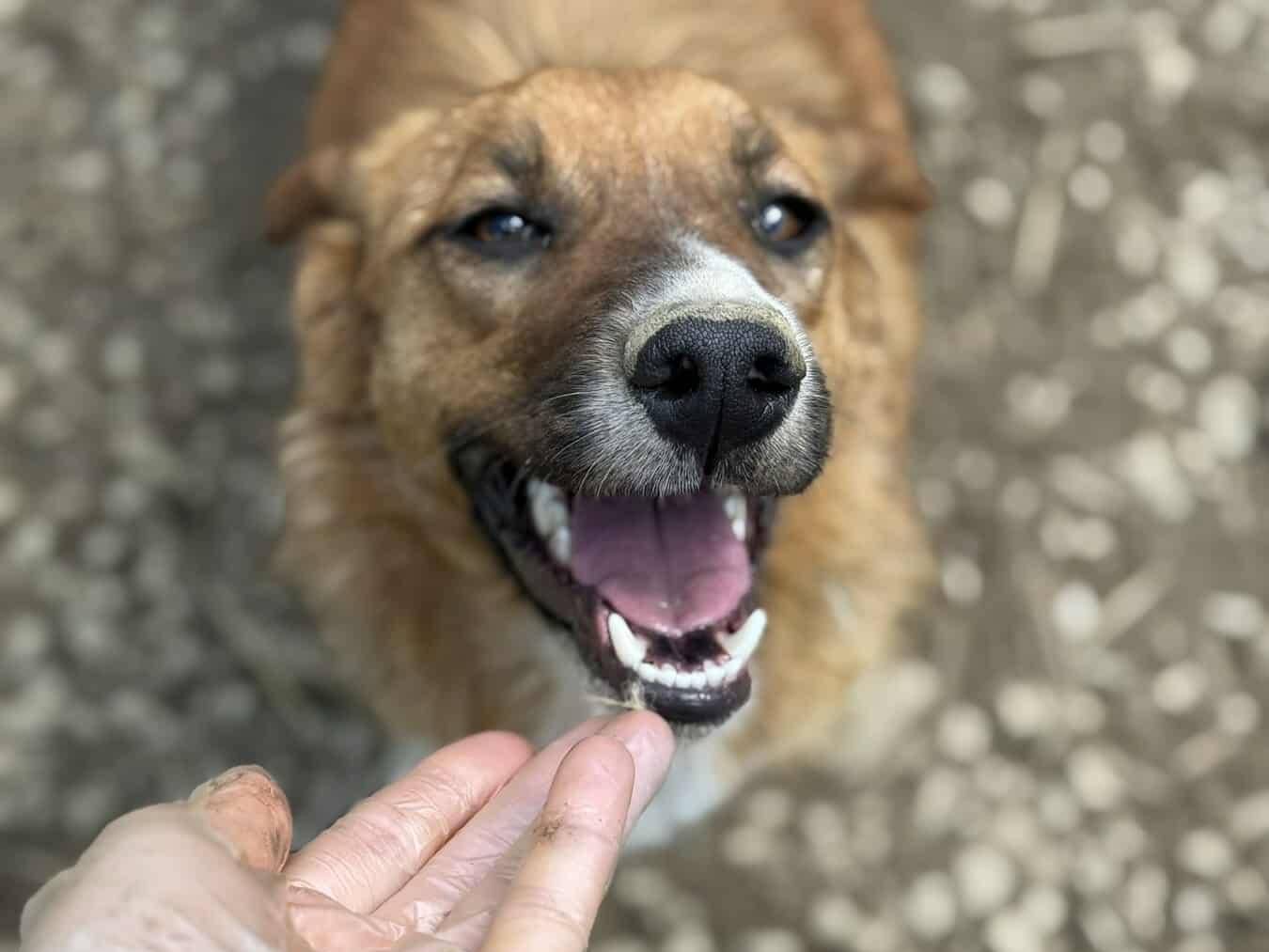 Vuoi adottare un cane a Firenze?