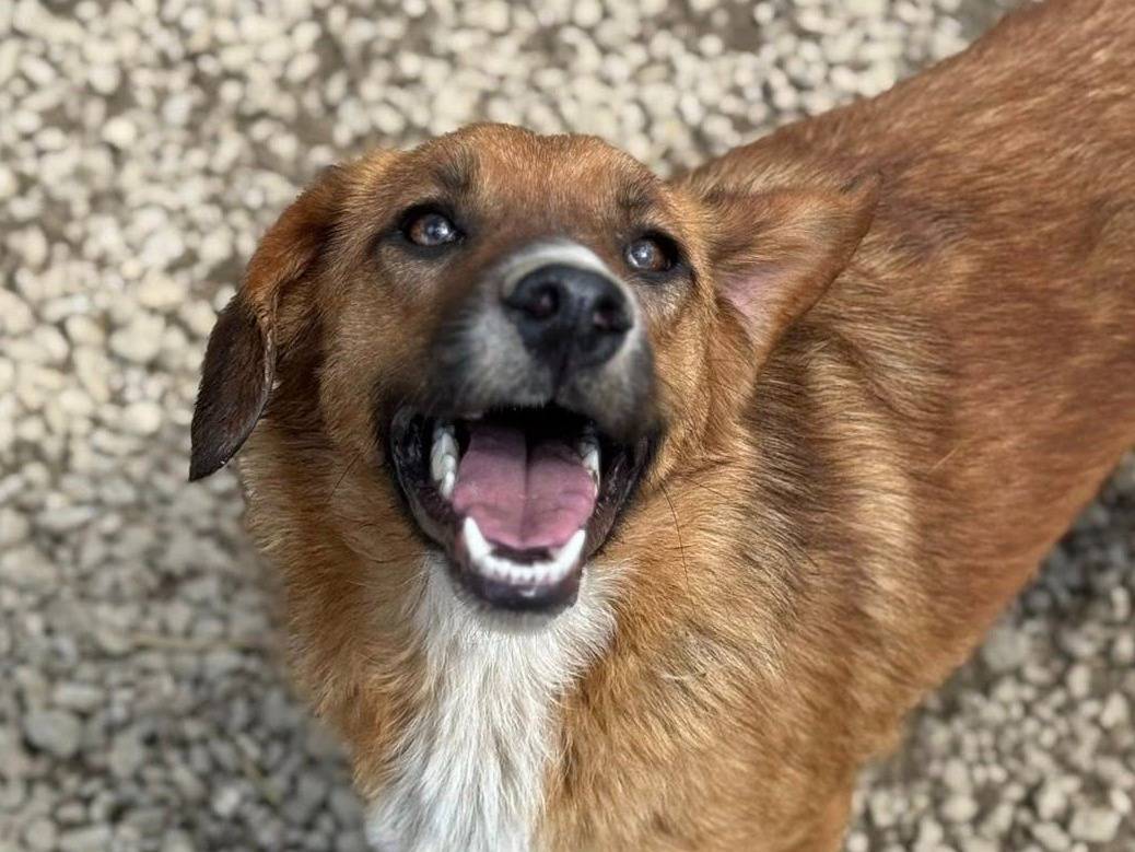 Adotta il cane TRUDY a Firenze