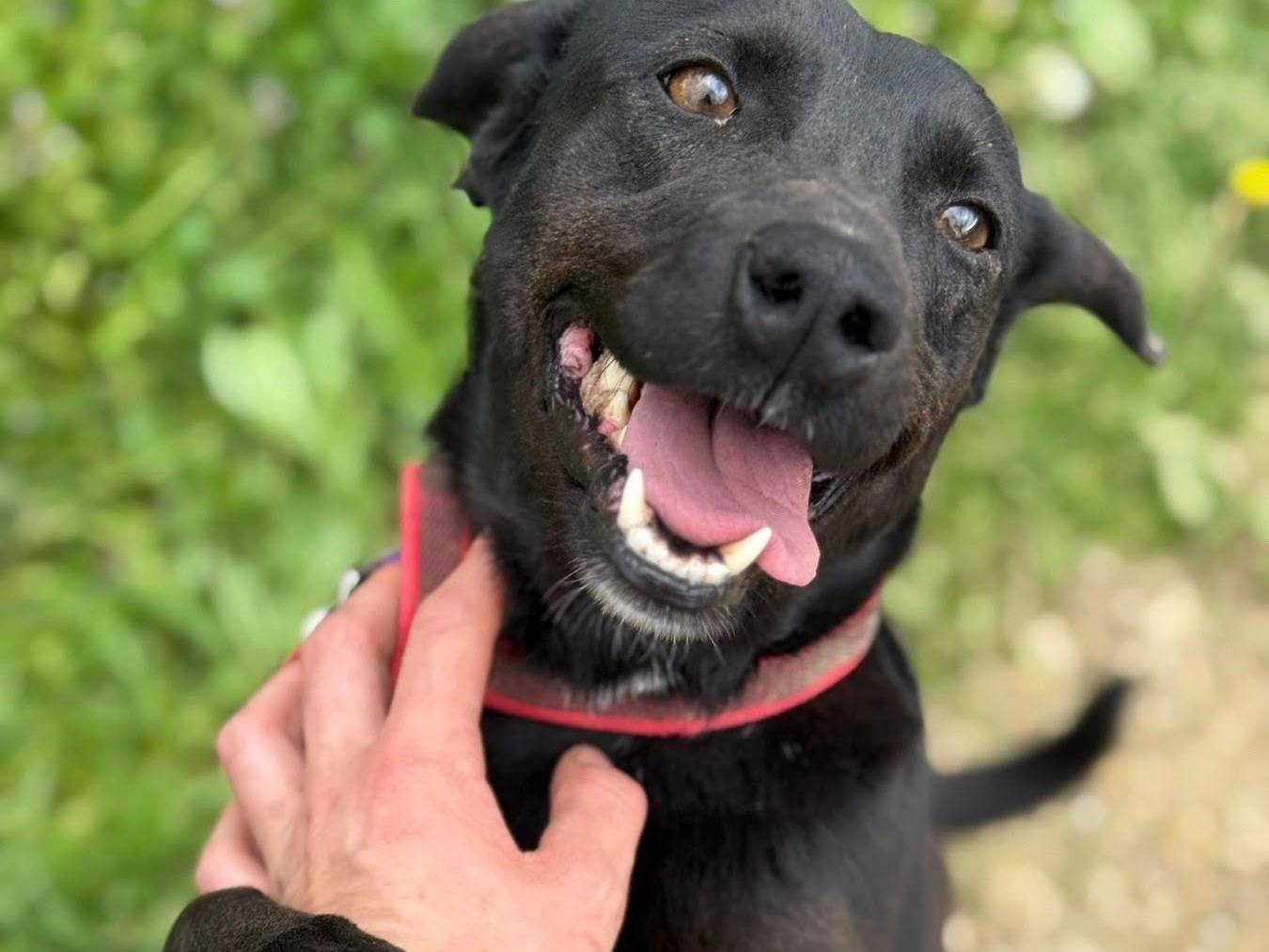 Adozione cane, femmina, Razza sconosciuta Razza sconosciuta, 3 anni e 9 mesi, taglia media contenuta, Firenze