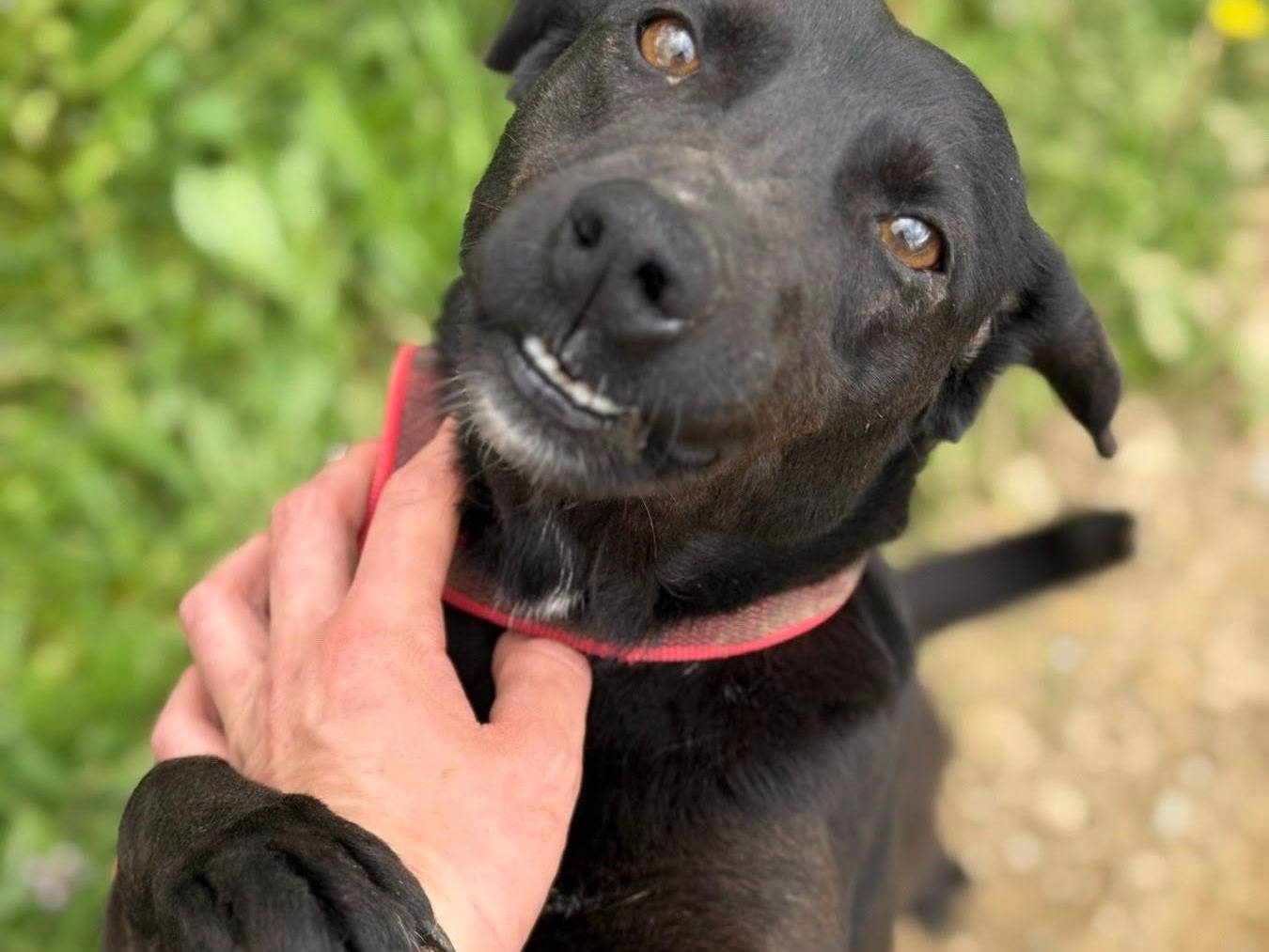 Adotta un cane, femmina, 3 anni e 9 mesi, Firenze