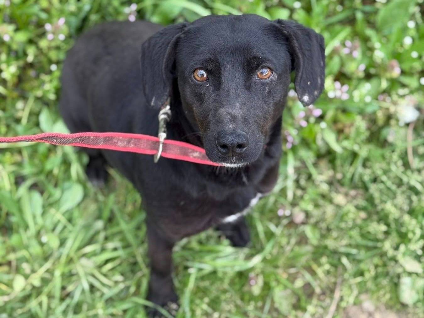 Adotta un cane, taglia media contenuta, femmina, Firenze