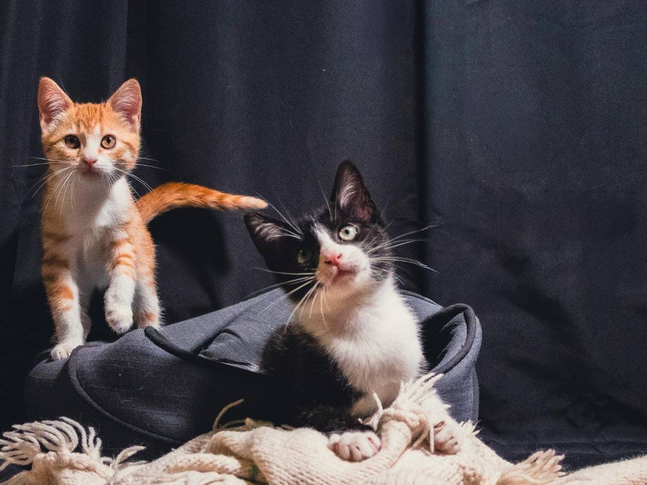 Adozione gatto, maschio, Razza sconosciuta Razza sconosciuta, 3 mesi, taglia non valida, Brescia
