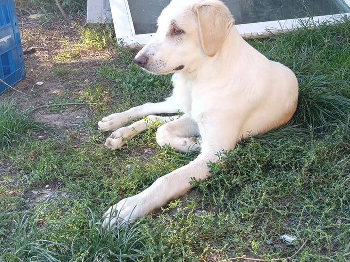 Adozione cane, maschio, Labrador Retriever Razza sconosciuta, 5 mesi, taglia grande, Milano