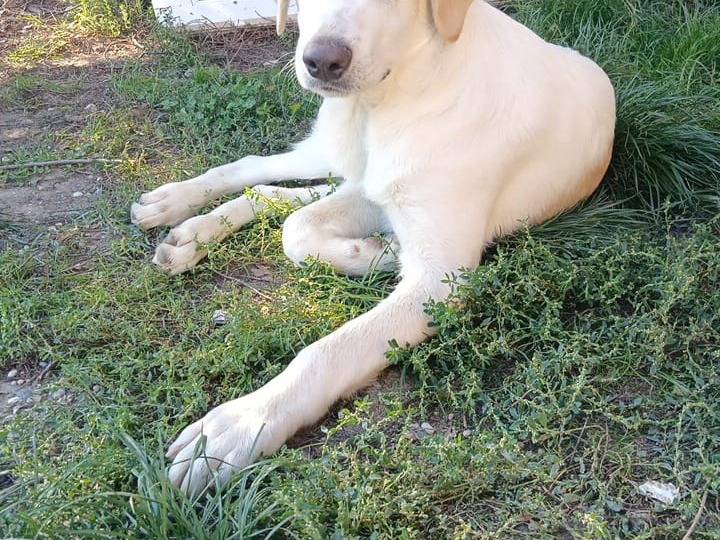 Adotta un cane, maschio, 5 mesi, Milano