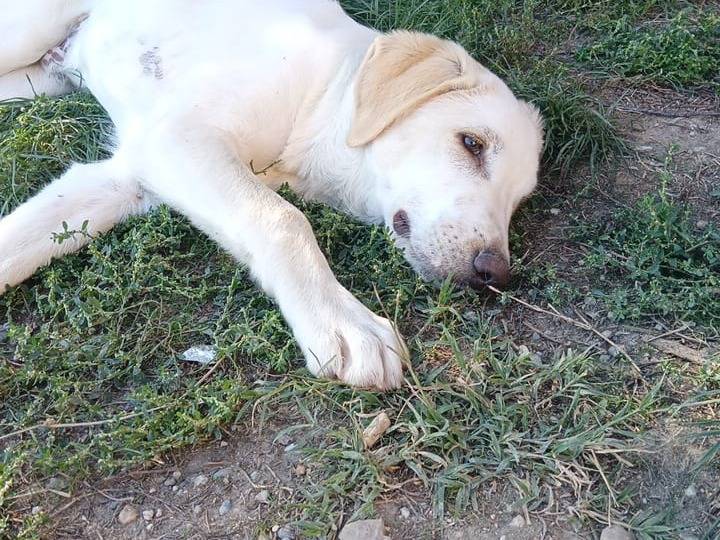 Adotta un cane, taglia grande, maschio, Milano