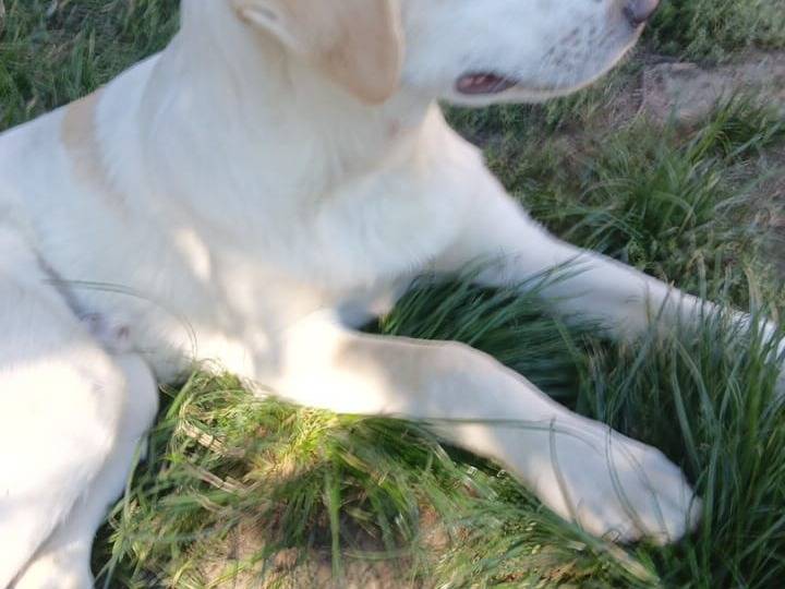 Vuoi adottare un cane a Milano?