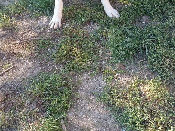 Adotta il cane Ettore a Milano
