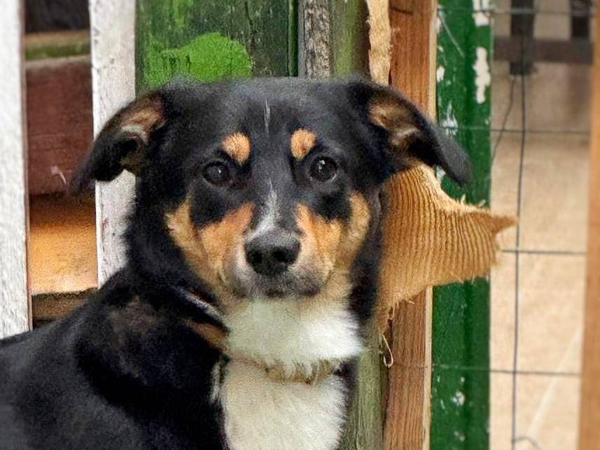Adozione cane, maschio, Razza sconosciuta Razza sconosciuta, 1 anno e 10 mesi, taglia media contenuta, Crotone