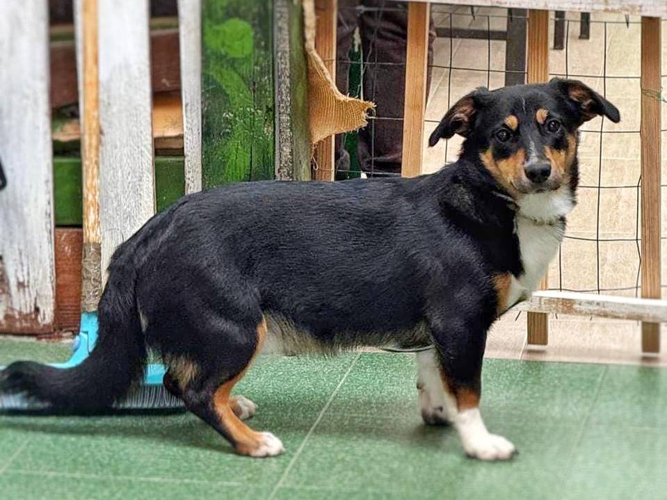 Adotta un cane, maschio, 1 anno e 10 mesi, Crotone