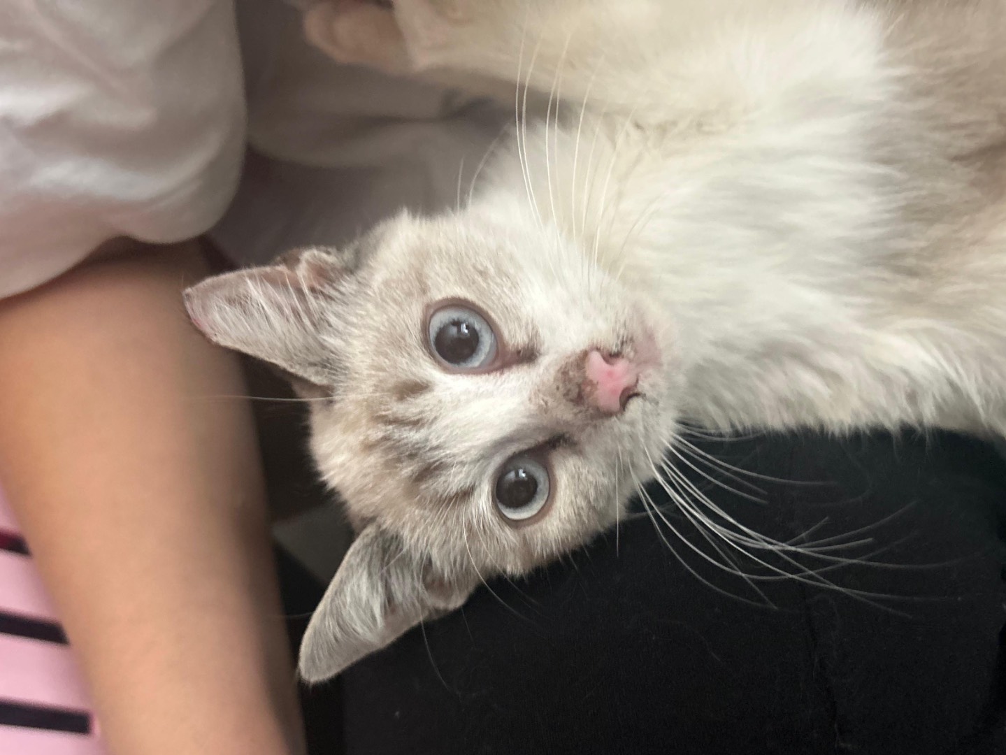 Adozione gatto, femmina, Razza sconosciuta Razza sconosciuta, 6 mesi, taglia non valida, Milano