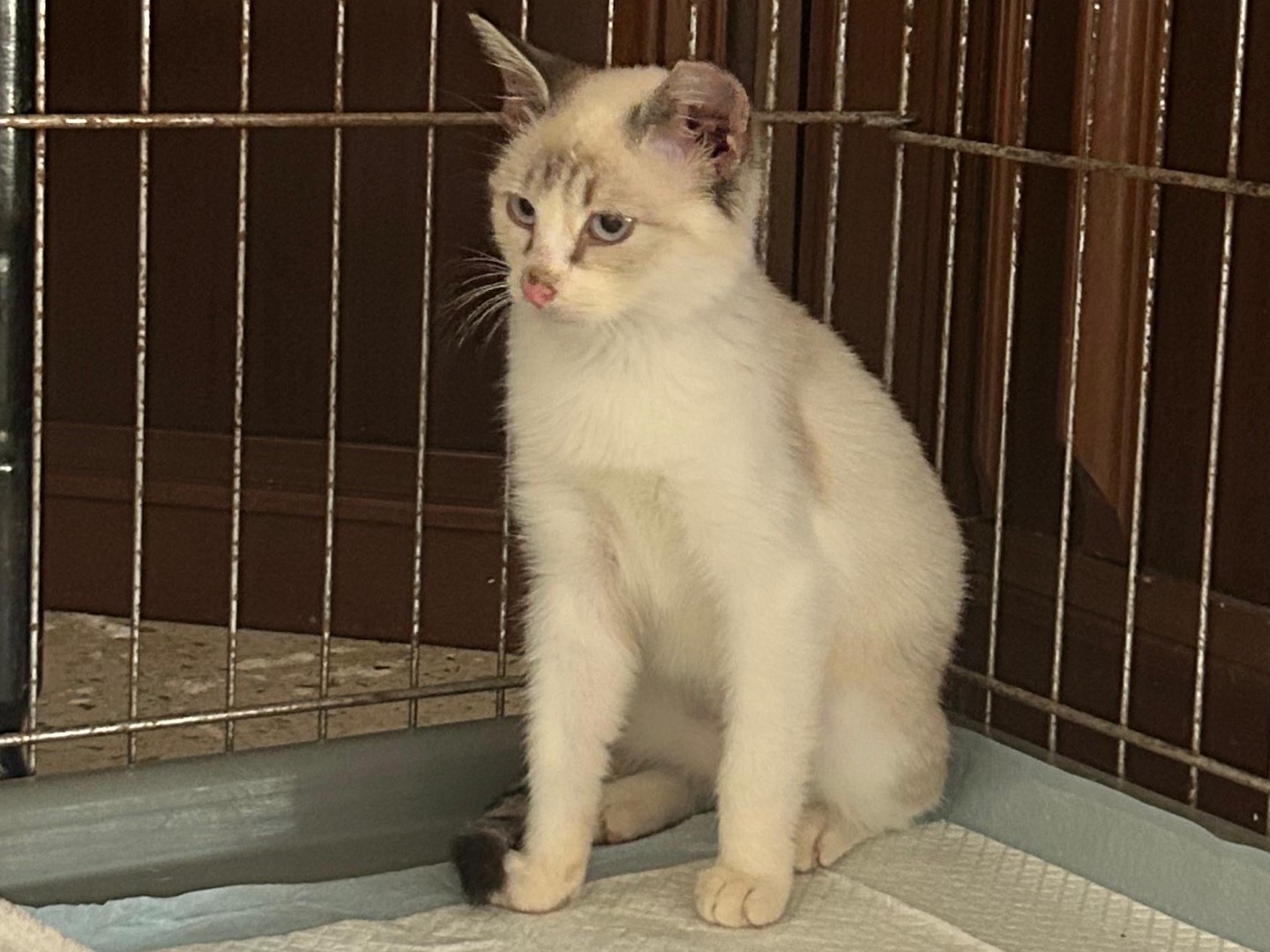 Adotta un gatto, femmina, 6 mesi, Milano