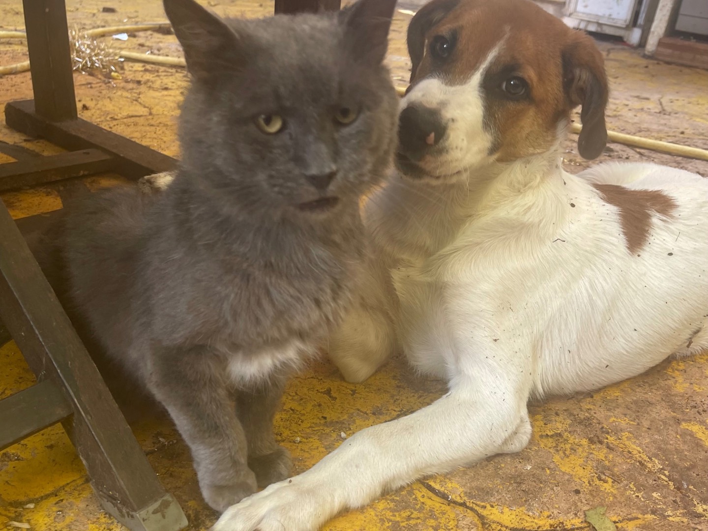 Adozione cane, maschio, Razza sconosciuta Razza sconosciuta, 6 mesi, taglia media, Frosinone