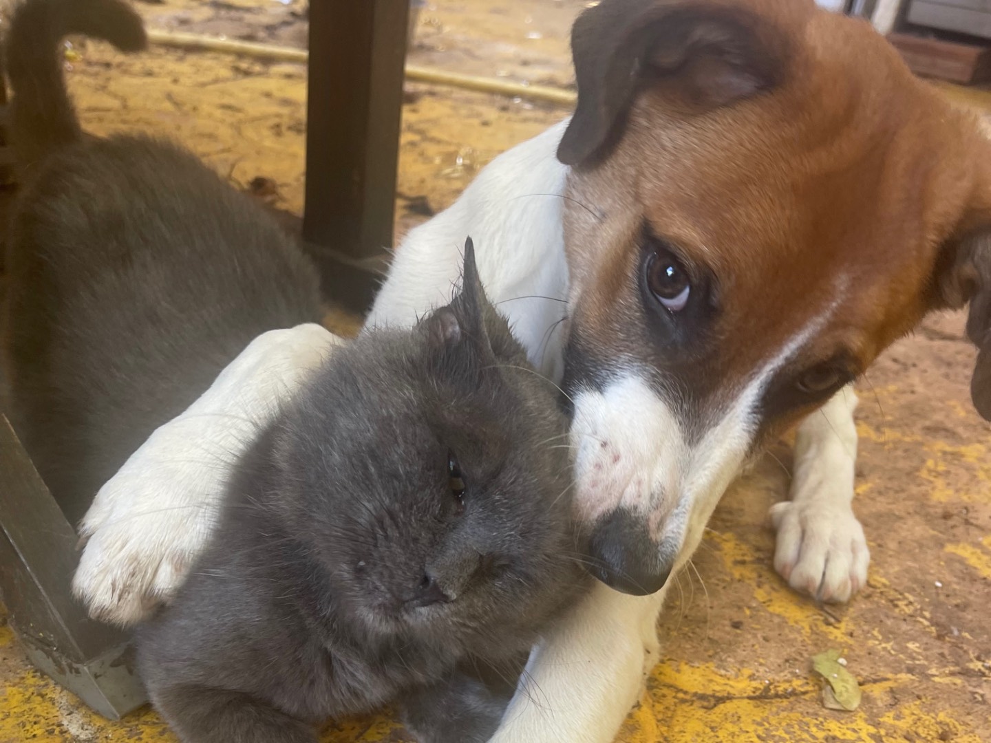Adotta un cane, maschio, 6 mesi, Frosinone