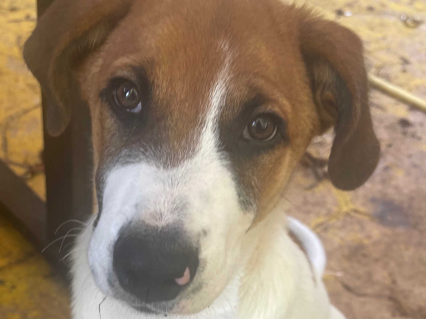 Adotta un cane, taglia media, maschio, Frosinone