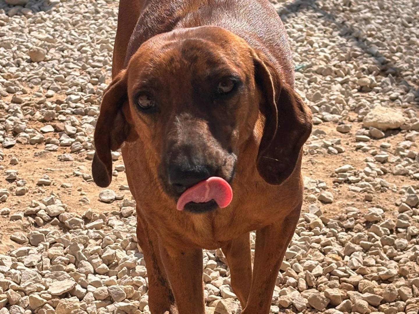 Adozione cane, femmina, Segugio Razza sconosciuta, 5 anni e 6 mesi, taglia media contenuta, Ragusa