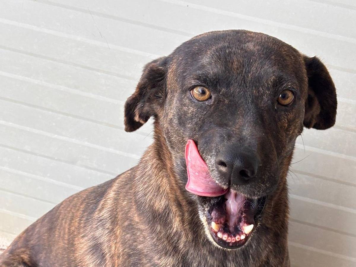 Adozione cane, femmina, Razza sconosciuta Razza sconosciuta, 6 anni e 8 mesi, taglia media contenuta, Ragusa