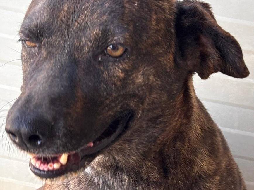 Adotta un cane, femmina, 6 anni e 8 mesi, Ragusa