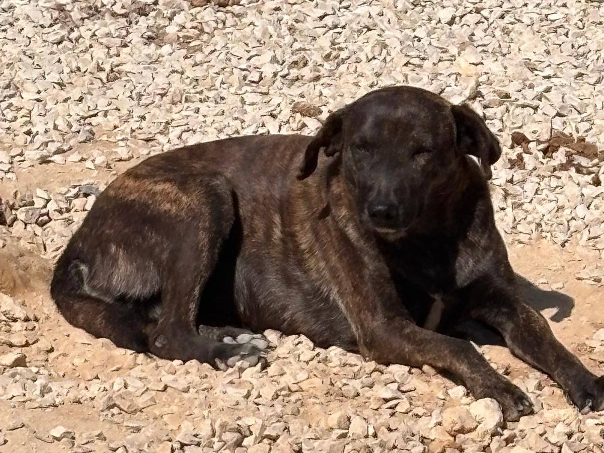 Adotta un cane, taglia media contenuta, femmina, Ragusa