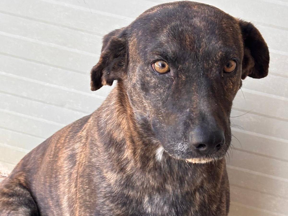 Vuoi adottare un cane a Ragusa?