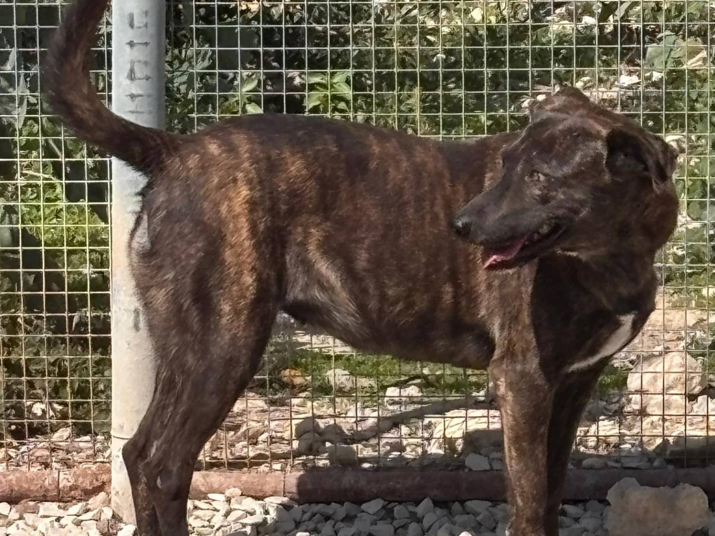 Adotta il cane Roxane a Ragusa