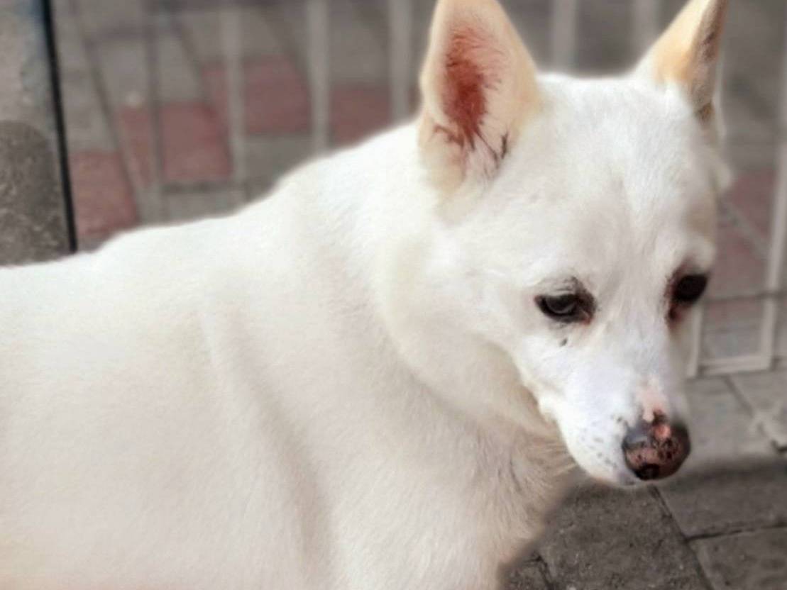 Adozione cane, maschio, Razza sconosciuta Razza sconosciuta, 12 anni e 9 mesi, taglia media contenuta, Milano