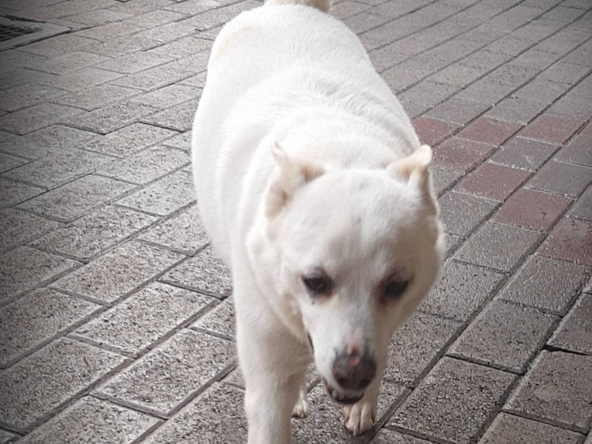Adotta un cane, maschio, 12 anni e 9 mesi, Milano