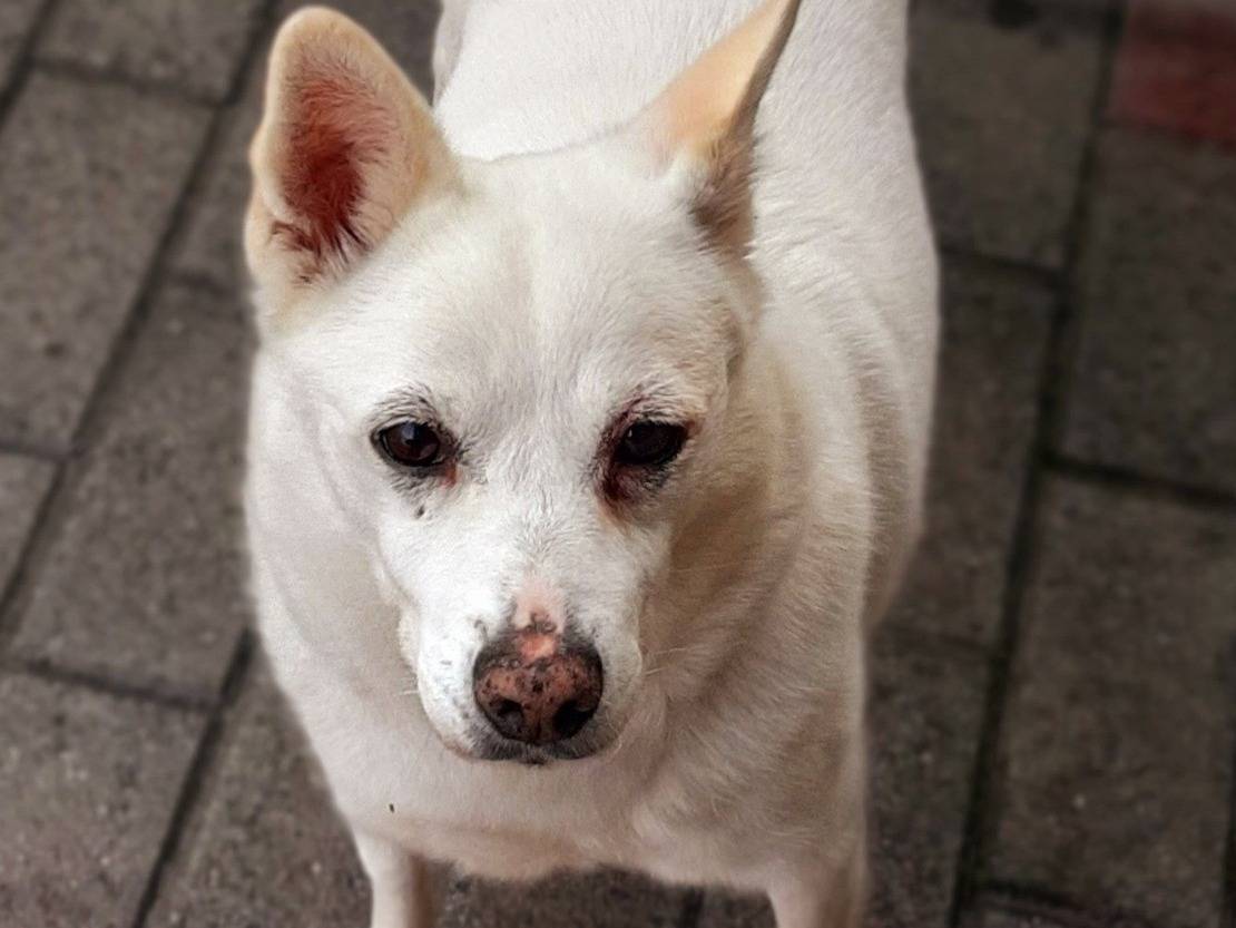 Adotta un cane, taglia media contenuta, maschio, Milano