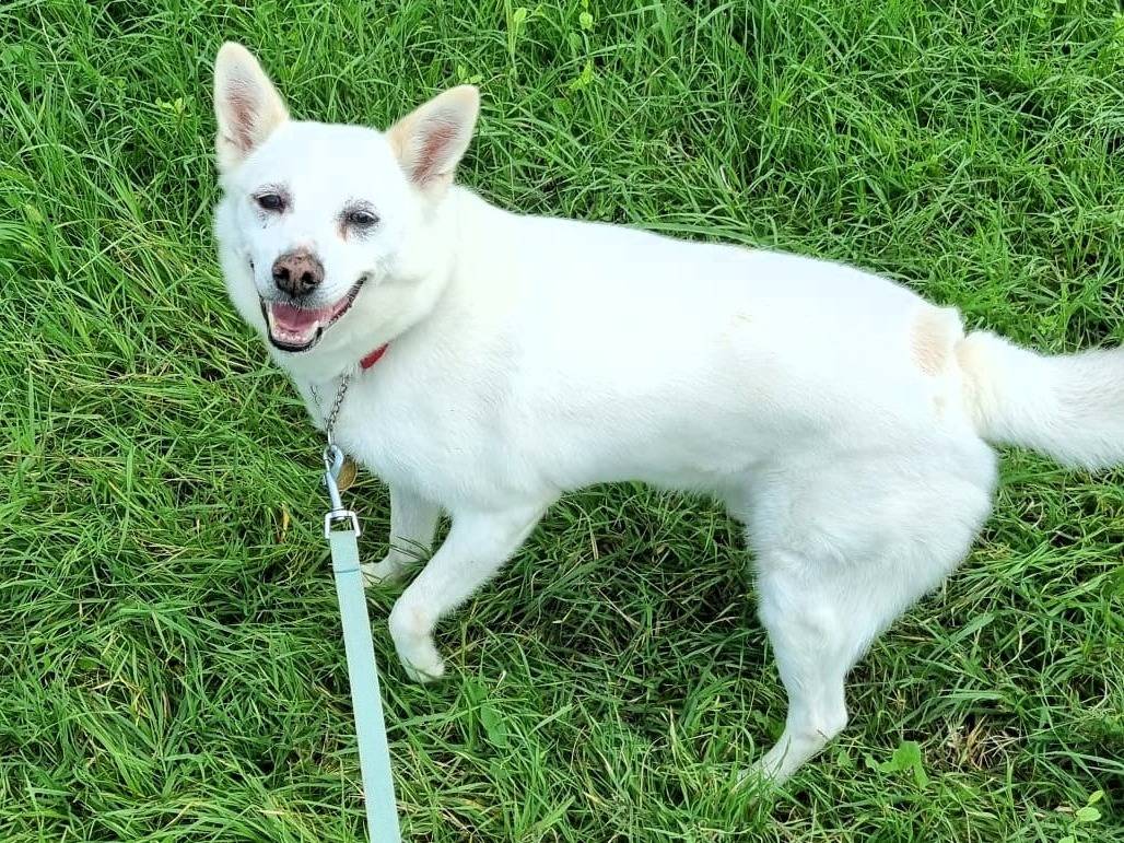 Vuoi adottare un cane a Milano?