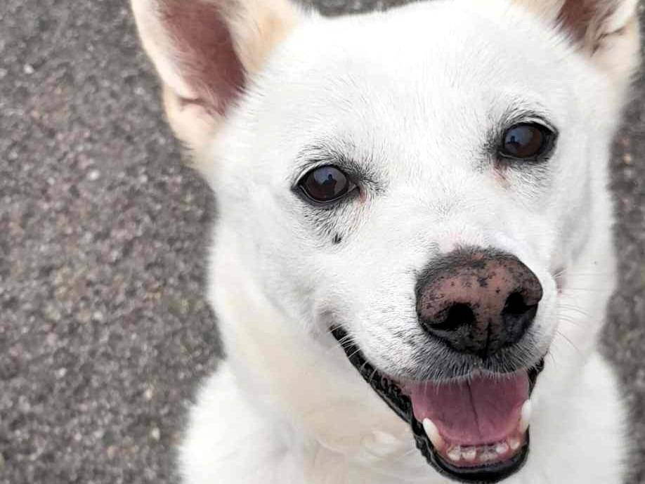 Adotta il cane FOX a Milano