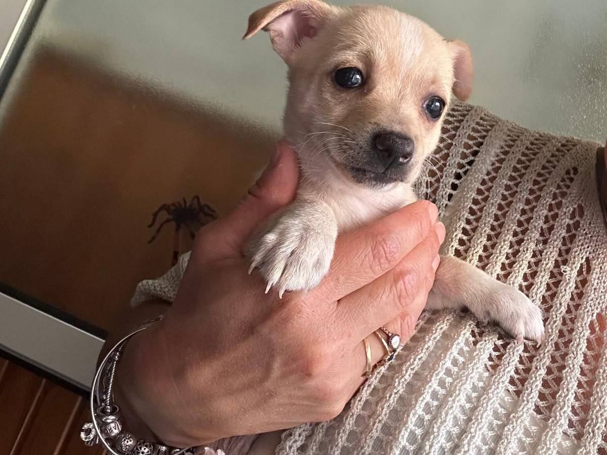 Adozione cane, femmina, Razza sconosciuta Razza sconosciuta, 2 mesi, taglia piccola, Napoli