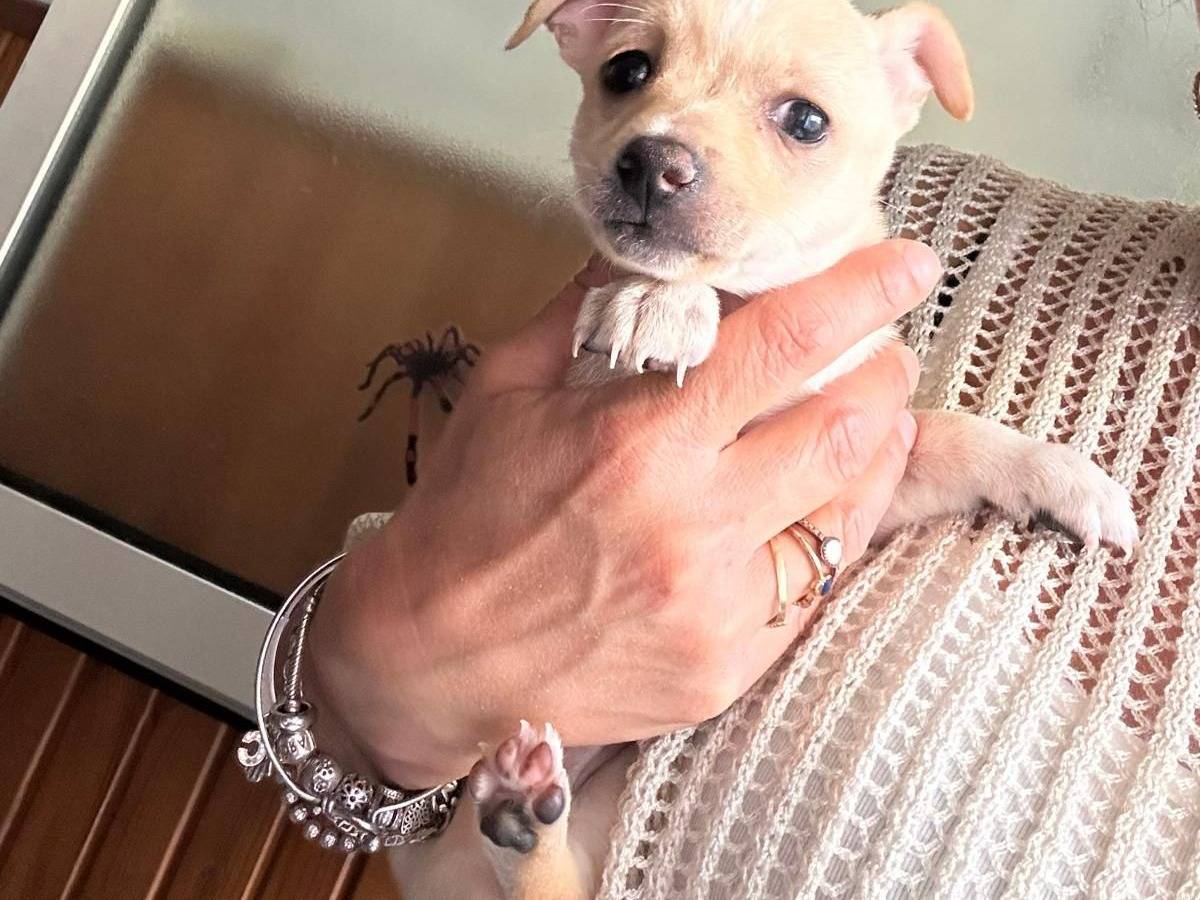 Adotta un cane, femmina, 2 mesi, Napoli