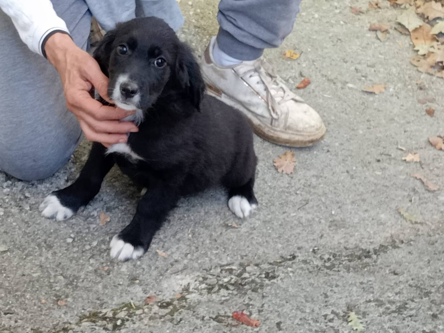 Adotta un cane, taglia media, maschio, Frosinone