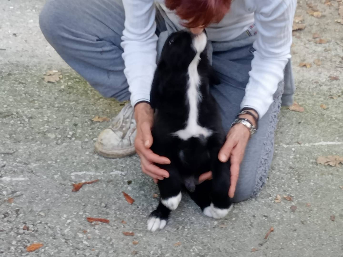 Adotta il cane Ghali a Frosinone