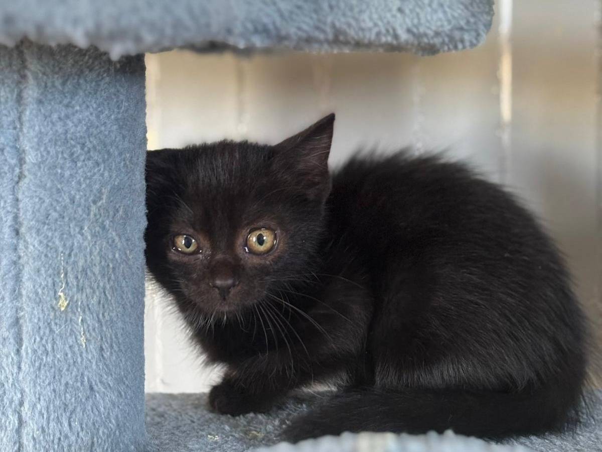 Adozione gatto, femmina, Razza sconosciuta Razza sconosciuta, 2 mesi, taglia non valida, Pisa