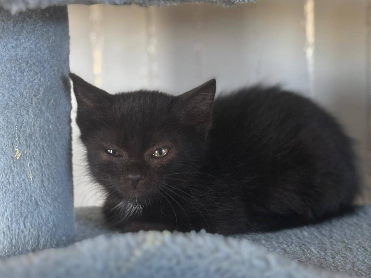 Adotta un gatto, femmina, 2 mesi, Pisa