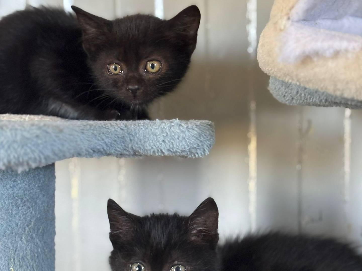 Adotta un gatto, taglia non valida, femmina, Pisa