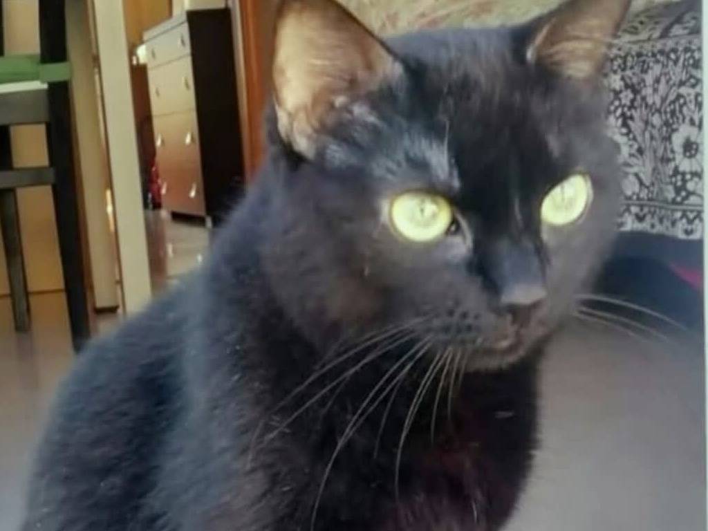 Adozione gatto, femmina, Razza sconosciuta Razza sconosciuta, 12 anni e 2 mesi, taglia non valida, Torino