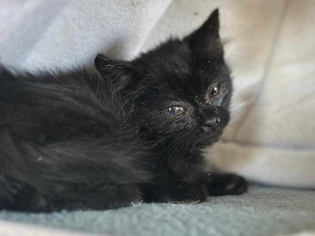 Adozione gatto, femmina, Razza sconosciuta Razza sconosciuta, 2 mesi, taglia non valida, Pisa