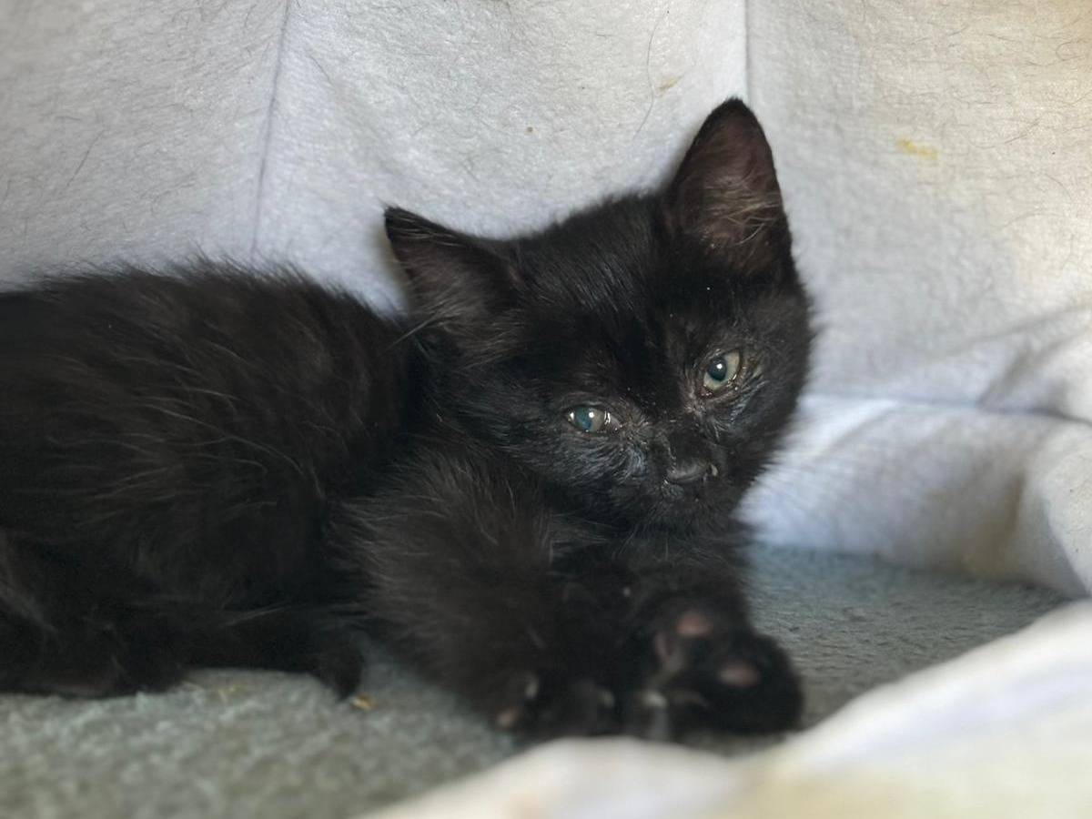 Adotta un gatto, femmina, 2 mesi, Pisa