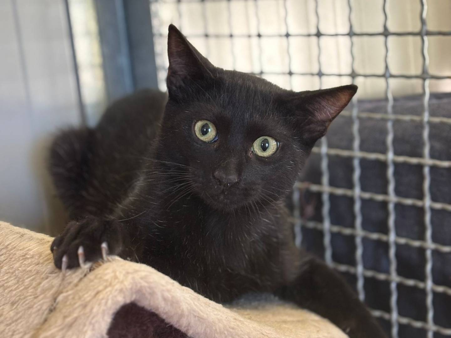Adozione gatto, maschio, Razza sconosciuta Razza sconosciuta, 6 mesi, taglia non valida, Pisa