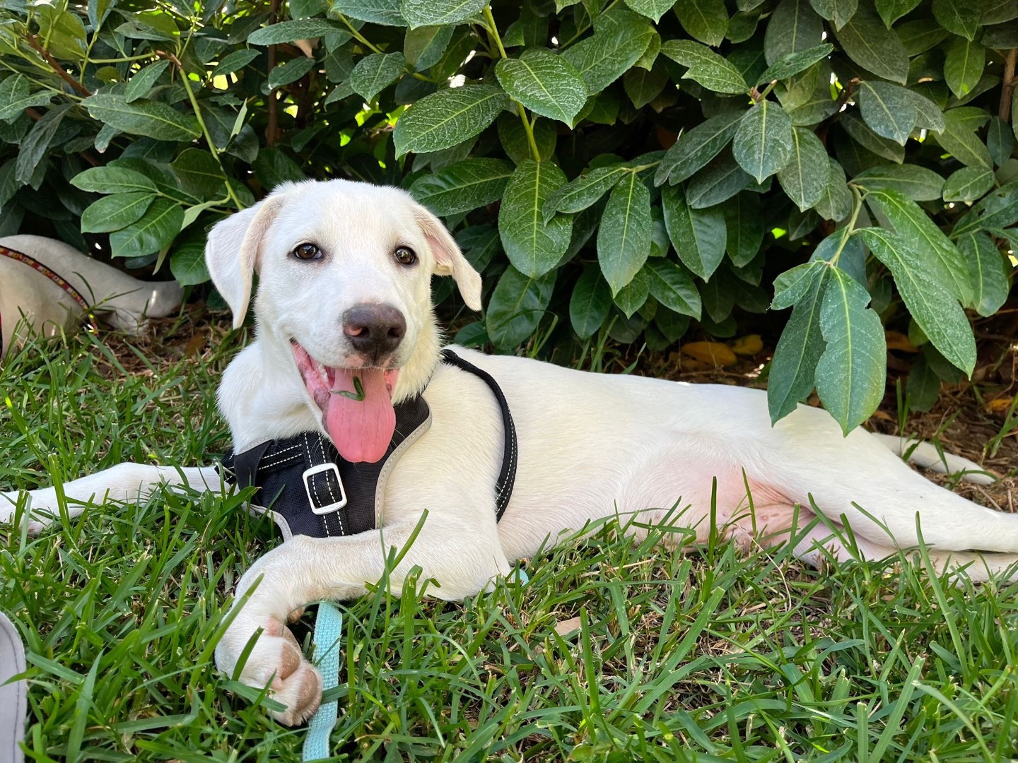 Adozione cane, maschio, Pastore maremmano Razza sconosciuta, 4 mesi, taglia grande, Catanzaro