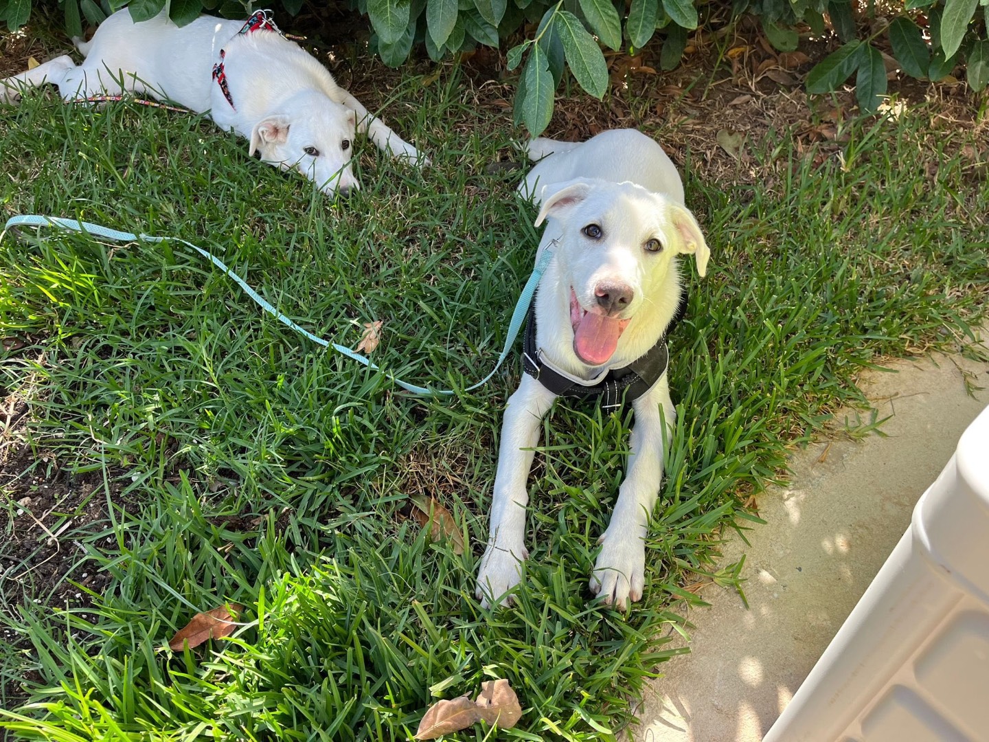 Adotta un cane, maschio, 4 mesi, Catanzaro